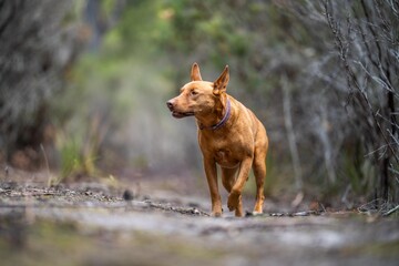 kelpie dog in the australian bush in a park in native trees in australia