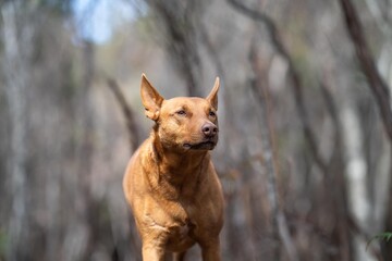 Naklejka premium kelpie dog in the australian bush in a park in native trees in australia