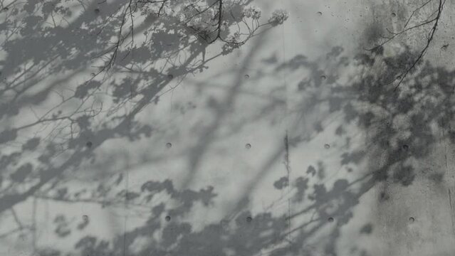Shadow of sakura flowers and branches on concrete wall moving in the wind. Komorebi. S-Log.
