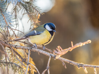 Cute bird Great tit, songbird sitting on the branch with blurred background