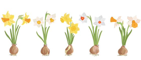 different types of daffodils with bulbs, spring flowers, vector drawing wild plants at white background, floral elements, hand drawn botanical illustration