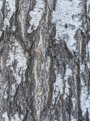The texture of the birch bark.