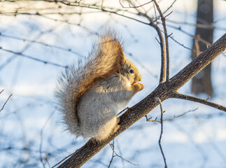 The squirrel with nut sits on tree in the winter or late autumn