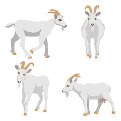 vector drawing white goats, farm animal isolated at white background, hand drawn illustration - 779332001