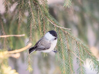 Cute bird the willow tit, song bird sitting on the fir branch