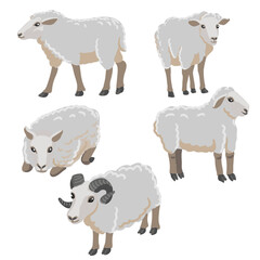 vector drawing grey sheeps, farm animal isolated at white background, hand drawn illustration - 779332059