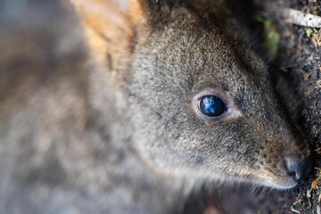 wallaby in the bush close up