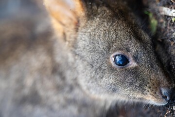 wallaby in the bush close up