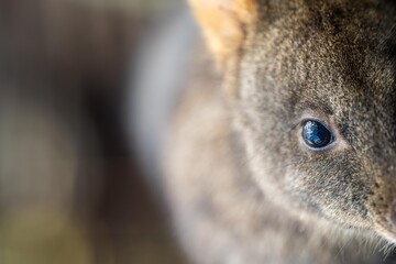 wallaby in the bush close up