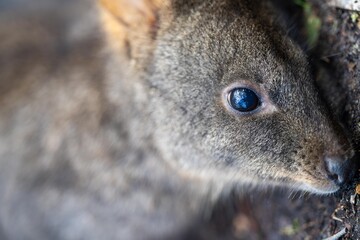 wallaby in the bush close up