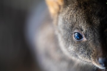 wallaby in the bush close up