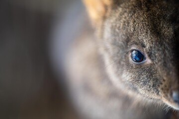 wallaby in the bush close up