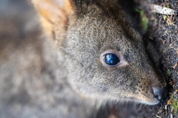 wallaby in the bush close up