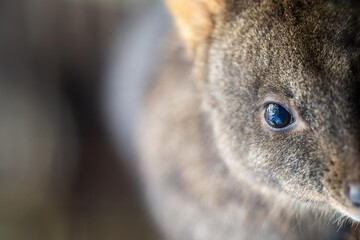 wallaby in the bush close up