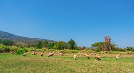 Sheep grazing in meadow field with blue sky. Countryside landscape view background.