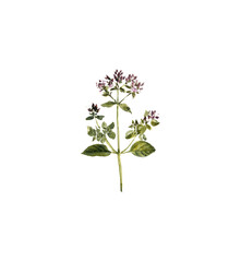 watercolor drawing plant of wild majoram with green leaves and flowers,Origanum vulgare, isolated at white background, natural element, hand drawn botanical illustration