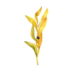 watercolor drawing autumn plant of Solomon's seal with yellow leaves and black berries, Polygonatum odoratum, isolated at white background, natural element, hand drawn botanical illustration