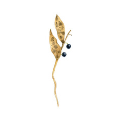 watercolor drawing autumn plant of Solomon's seal with dry brown leaves and black berries, Polygonatum odoratum, isolated at white background, natural element, hand drawn botanical illustration - 779336469