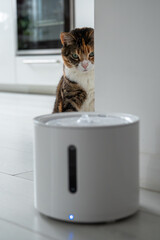 Curious cat looks at smart drinking fountain that owners bought him to prevent urinary tract disease. Modern smart drinker for pets with replaceable filter, water quantity indicator. Pet accessories.