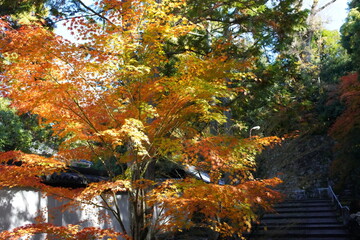 日本の京都の東山区に鎮座する建仁寺の紅葉は美しい　特に庭園の紅葉は見ごたえがあります