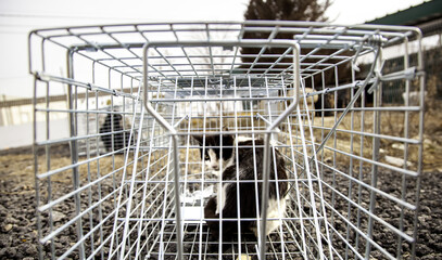 Cat in a cage trap