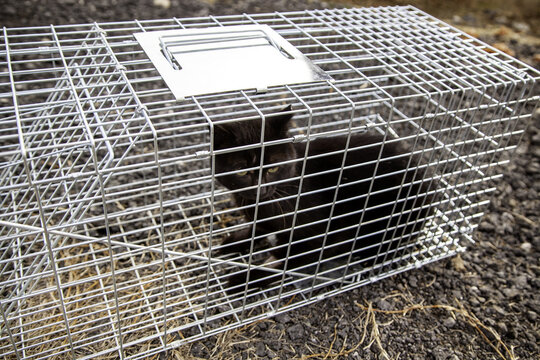 Cat in a cage trap