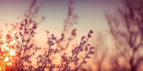 Obraz premium Bokeh background of pink flowers of spring in sunset with copy space for text, summer and spring concept