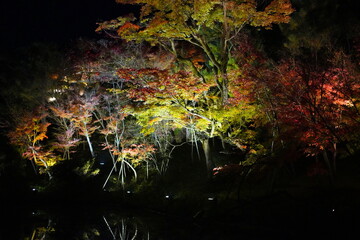 日本の京都の東山区にある仏教寺院、高台寺のライトアップされた夜景は池に木々が映り美しいです