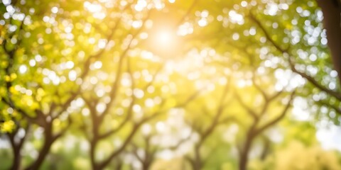 Bokeh effect of trees and sun light in sunny day background ready for text, summer and spring concept