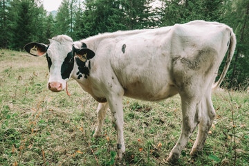  calf with black and white spotting graze in alpine pasture.Holstein Friesian Cattle.Calves graze on a meadow in the Austrian mountains.Calves graze on a mountain meadow. - 779341609
