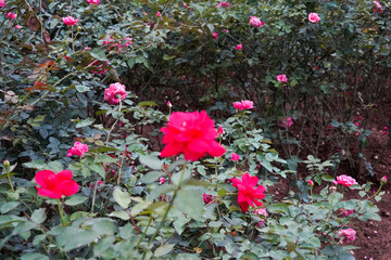 pink flowers in the garden - obrazy, fototapety, plakaty