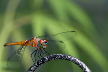 Dragon Fly sit on iron wall with green background close up macro full body