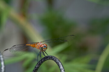 Dragon Fly sit on iron wall with green background close up macro full body