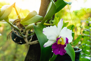 Close up to Cattleya trianae, also known as Flor de Mayo or Christmas orchid. Beautiful white orchid flower mixed with purple and yellow. Flower nature garden beautiful violet and white colour flower. - obrazy, fototapety, plakaty