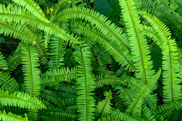 Abstract background of fresh ferns in garden. Beautiful ferns leaves green foliage natural floral fern background in sunlight. Pteridophyte or dryopteris fern. Common polypody (polypodium vulgare).
