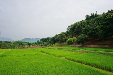 A view of a rice field with lush green plants. The fields are thriving. Rice fields near the mountains. The atmosphere in the rice fields in the morning when the sky is not clear.
