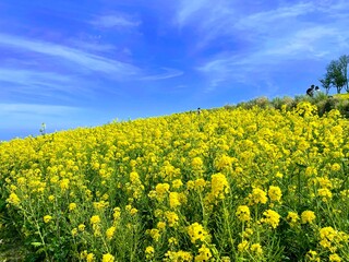 Obraz premium field of canola flowers