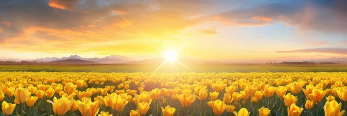 Foto op Plexiglas Field of tulips on sunset background © Aida