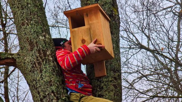 A man trying to attach a very large wooden nesting box  in high fork in a tree