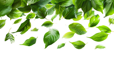 Fresh green basil leaves on a transparent background