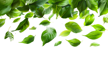 Fresh green basil leaves on a transparent background