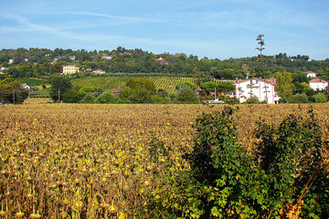 Fototapeta na wymiar field with ripe sunflowers, all plant heads facing down; countryside in Tuscany (Italy)