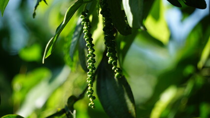 Fototapeta na wymiar Black pepper (Piper nigrum, peppercorn, merica, lada, sahang) on the tree