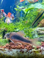 fish in aquarium
