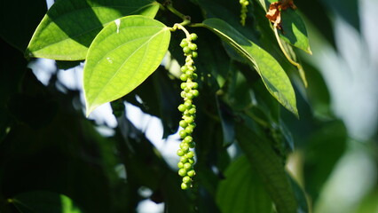Fototapeta na wymiar Black pepper (Piper nigrum, peppercorn, merica, lada, sahang) on the tree