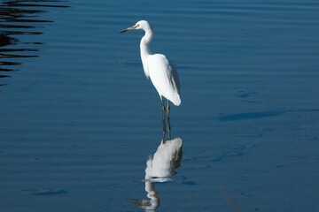 Herons in the shallows with the shadows and reflections