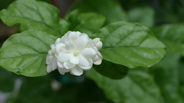 Jasmine sambac blooming on tree in summer.