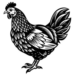   chicken vector illustration
