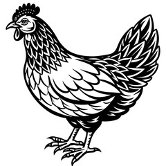    chicken vector illustration
