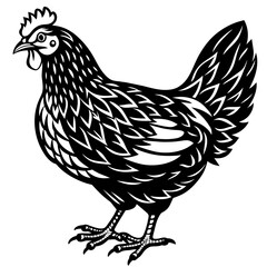    chicken vector illustration
